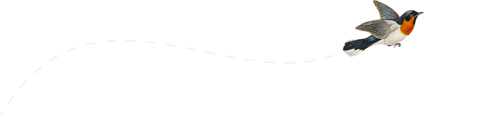 Illustrazione di un pettirosso che vola.